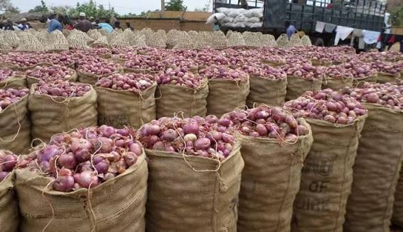 Sacs d'oignons violets de Galmi prêts pour le commerce